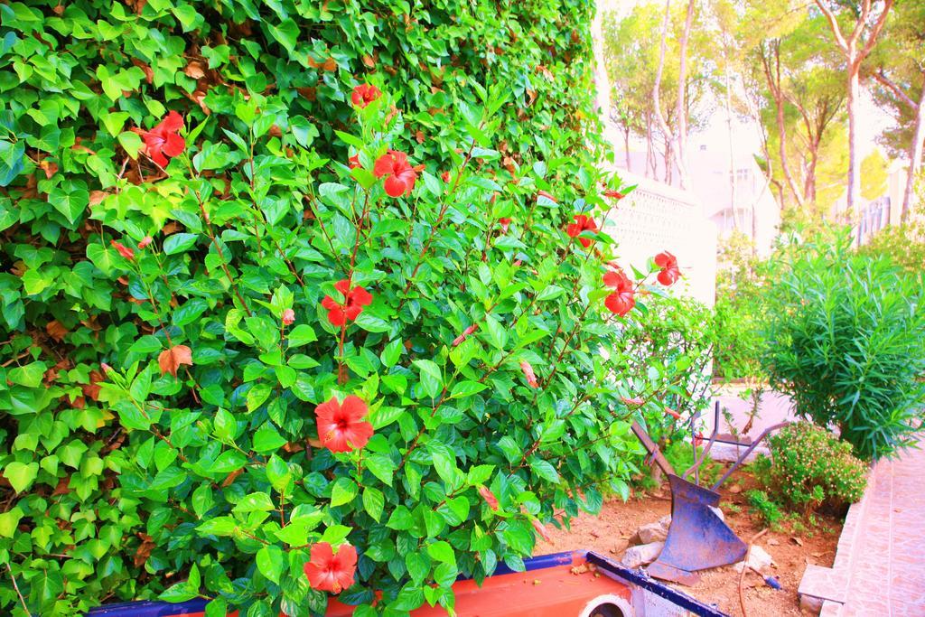 Villa Columbus Family Boutique Hotel Peguera Dış mekan fotoğraf