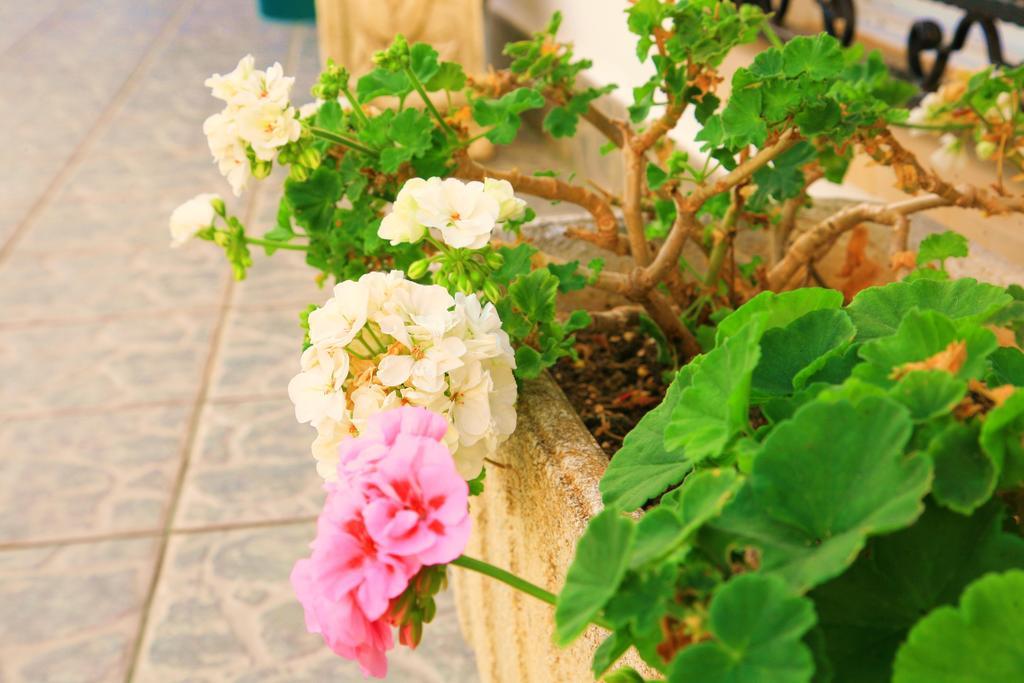 Villa Columbus Family Boutique Hotel Peguera Dış mekan fotoğraf